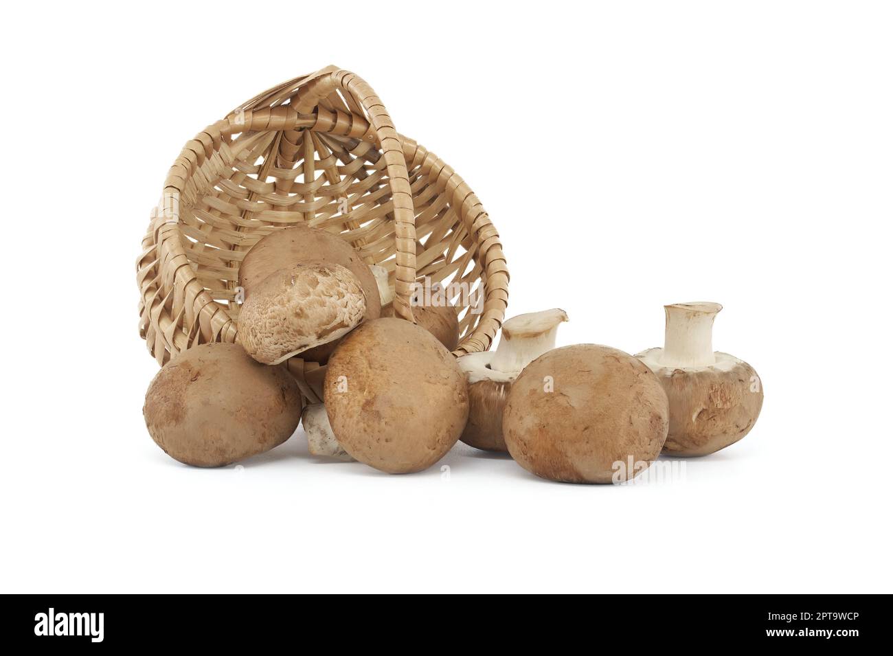 Fresh Baby Bella or Cremini whole mushrooms in front of wicker basket