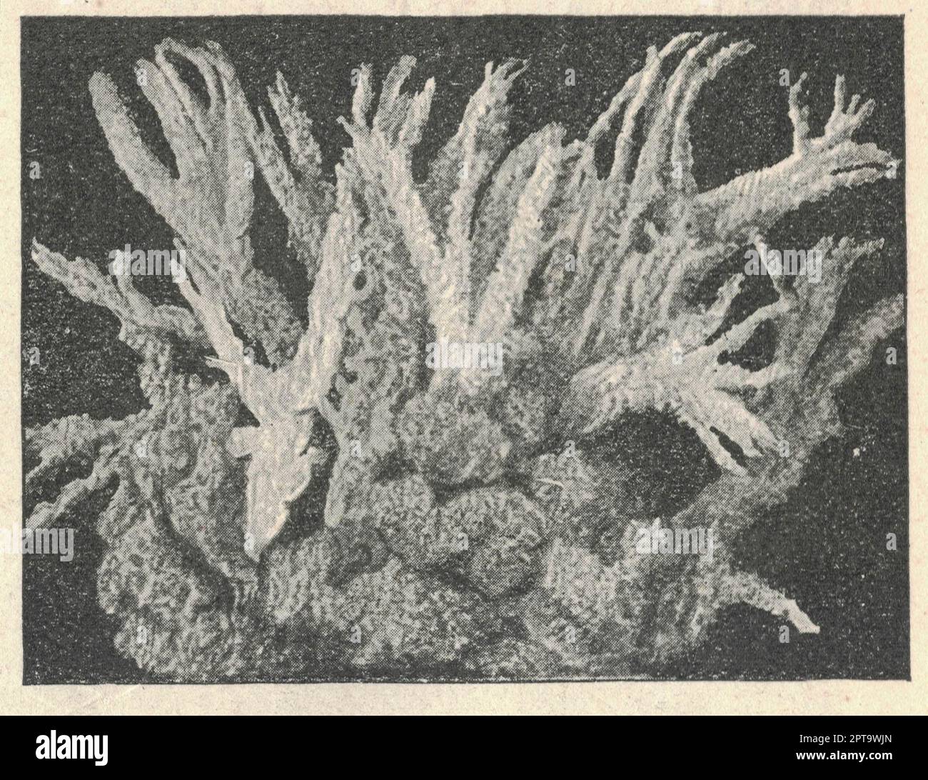 Symbiosis of Spongilla lacustris on top with Plumatella fungosa (underneath). Book illustration published 1907. Spongilla lacustris is a species of fr Stock Photo