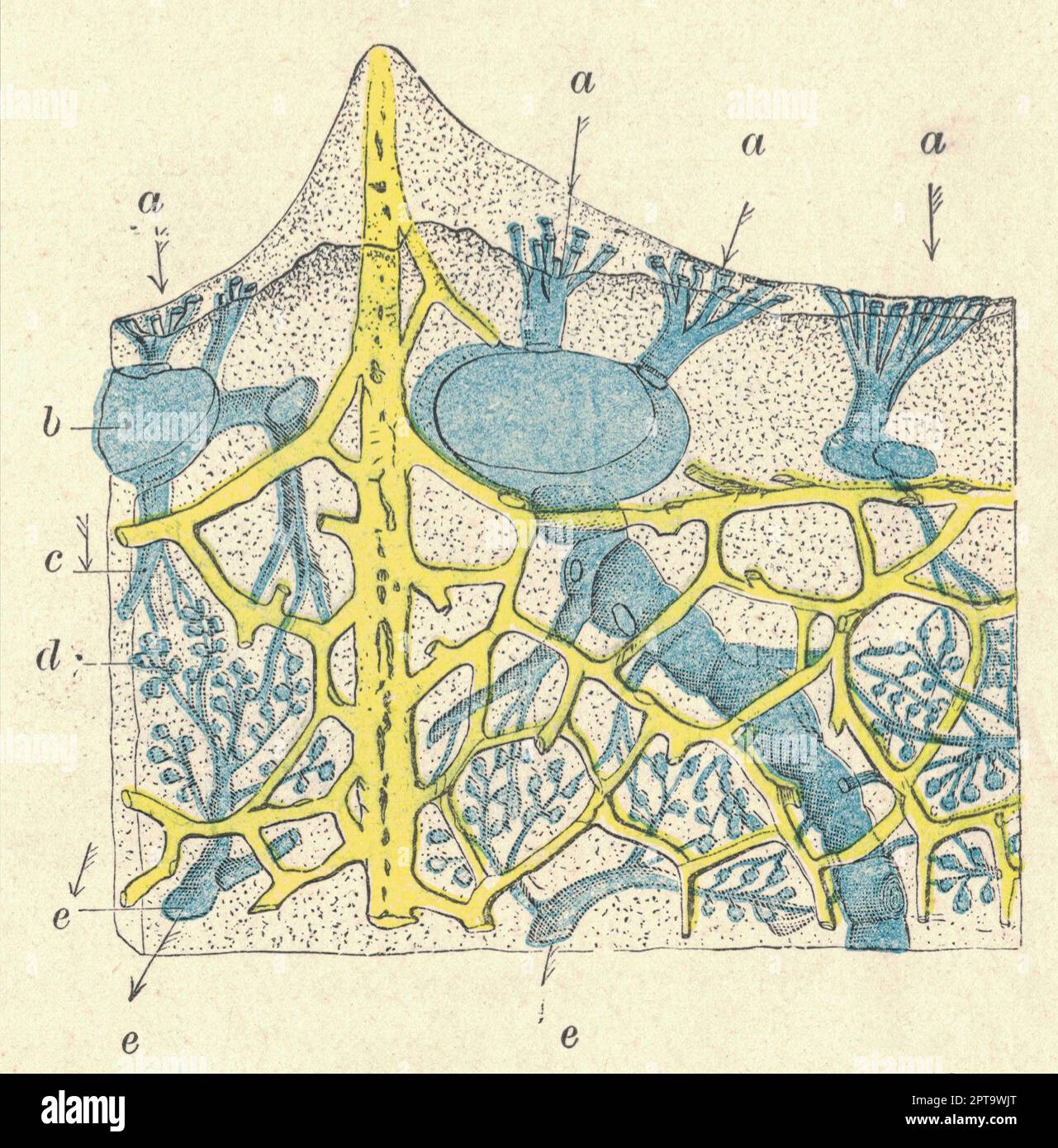 Cross section of Spongia officinalis. Antique engraved illustration of a bath sponge. Vintage illustration of a sea sponge.  Book illustration publish Stock Photo