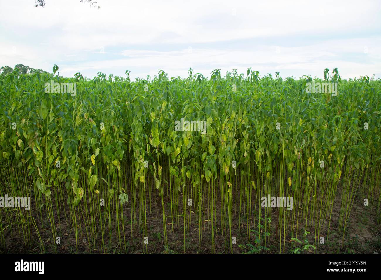 Green jute Plantation field. Raw Jute plant Texture background. This is
