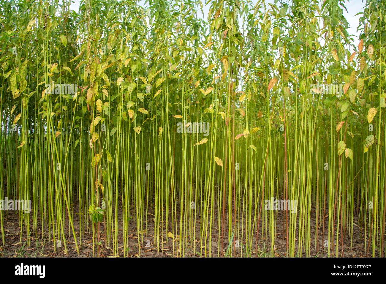Green jute Plantation field. Raw Jute plant Texture background. This is