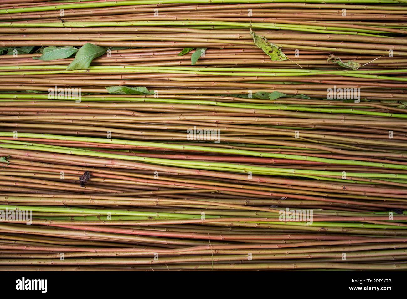 Red Green Raw Jute Texture background. This is the Called Golden Fiber