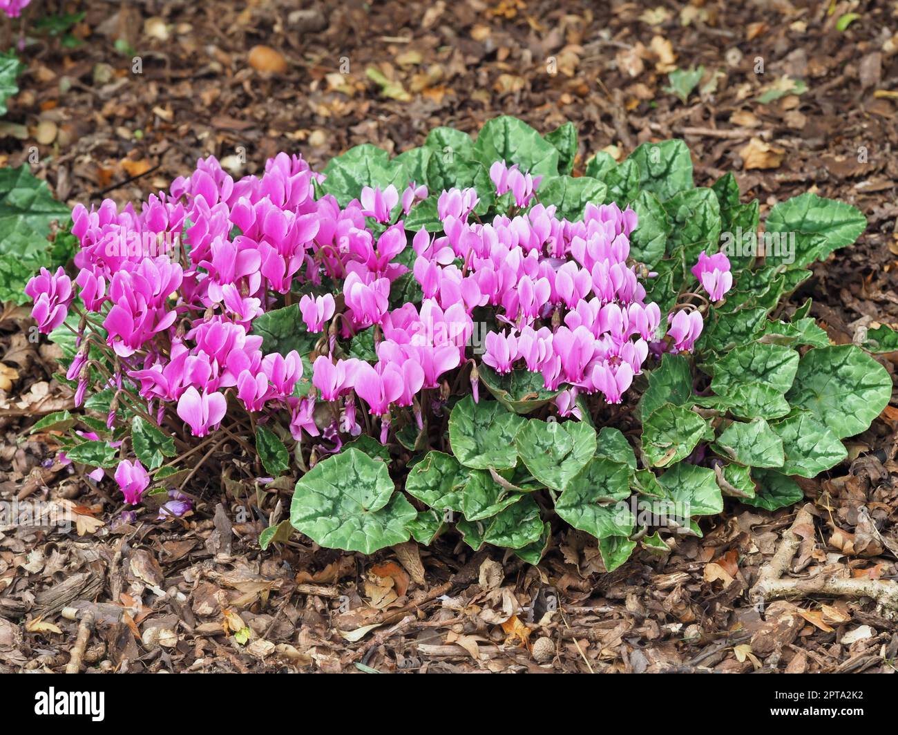 Cyclamen hederifolium plant with bright pink flowers and attractive variegated leaves growing in a garden bed Stock Photo