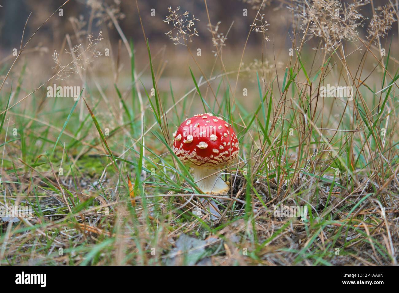 Toadstool at the bottom of a coniferous forest in the woods. Poisonous ...