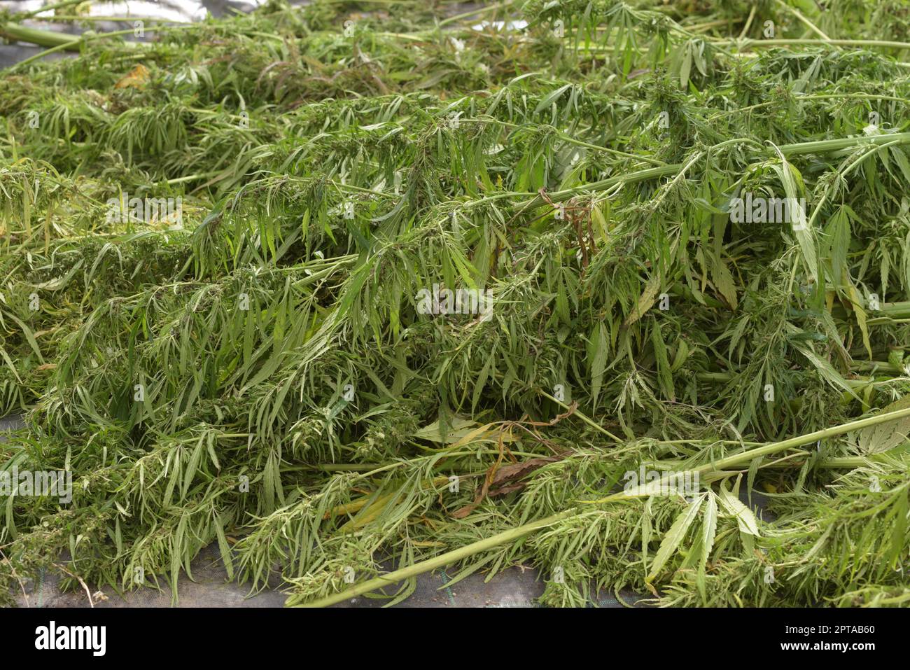 a hemp field,growing plants for industrial hemp production Stock Photo