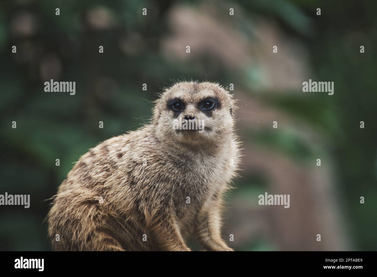 Meerkat in the zoo hi res stock photography and images Page 30