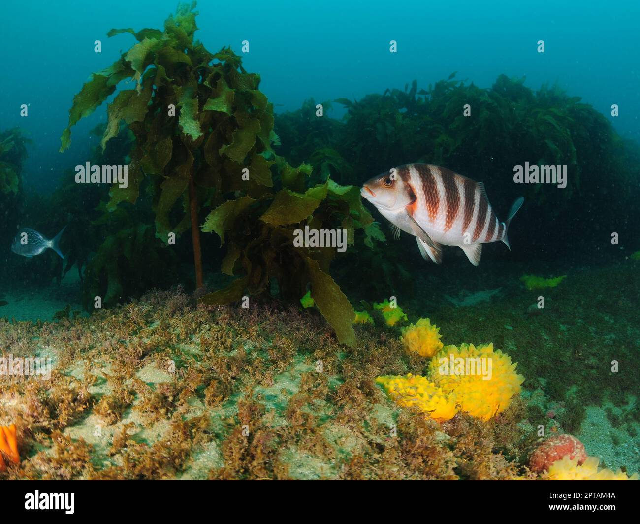 Banded morwong Cheilodactylus spectabilis among brown seaweeds and bright sponges. Location: Leigh New Zealand Stock Photo