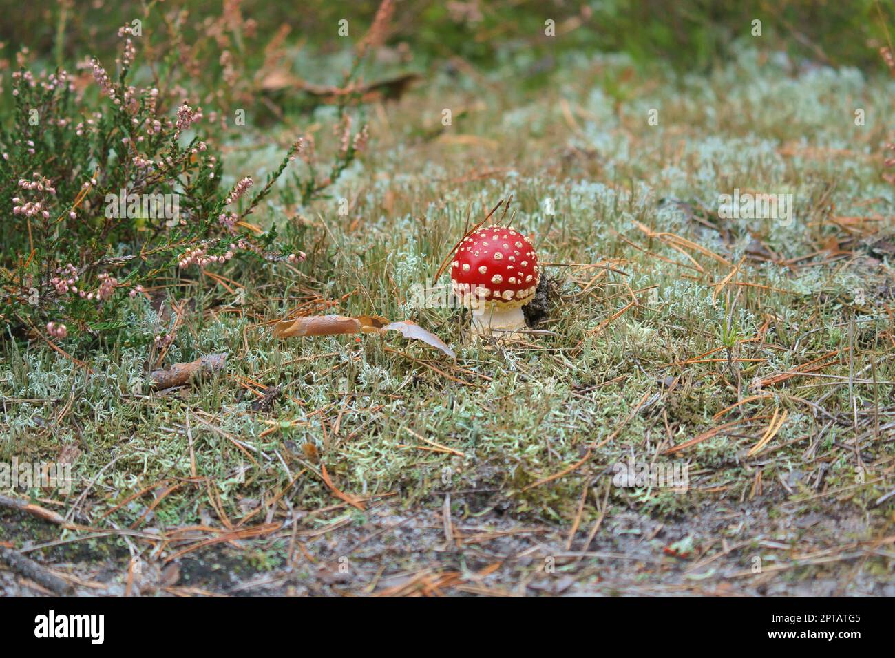 Toadstool at the bottom of a coniferous forest in the woods. Poisonous ...