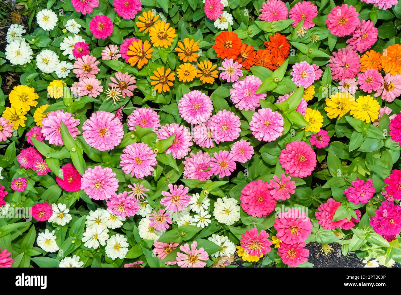 Eye-catching colors of Zinnia elegans on a nature background. Stock Photo