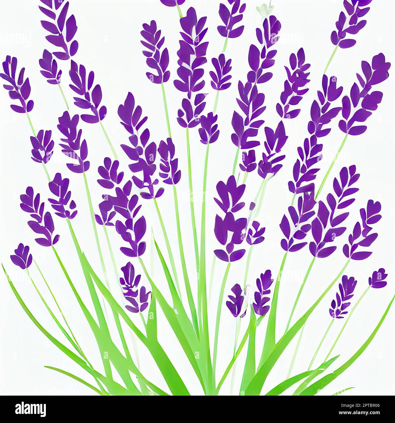 Bunch of lavender flowers on a white background. lavandula is a genus of 47 known species of flowering plants in the mint family, lamiaceae Stock Photo