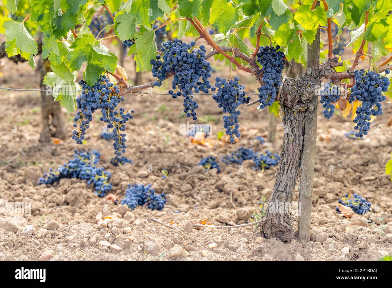 Grape Reduction Reduction of ripening grapes to produce highest quality wines in ...