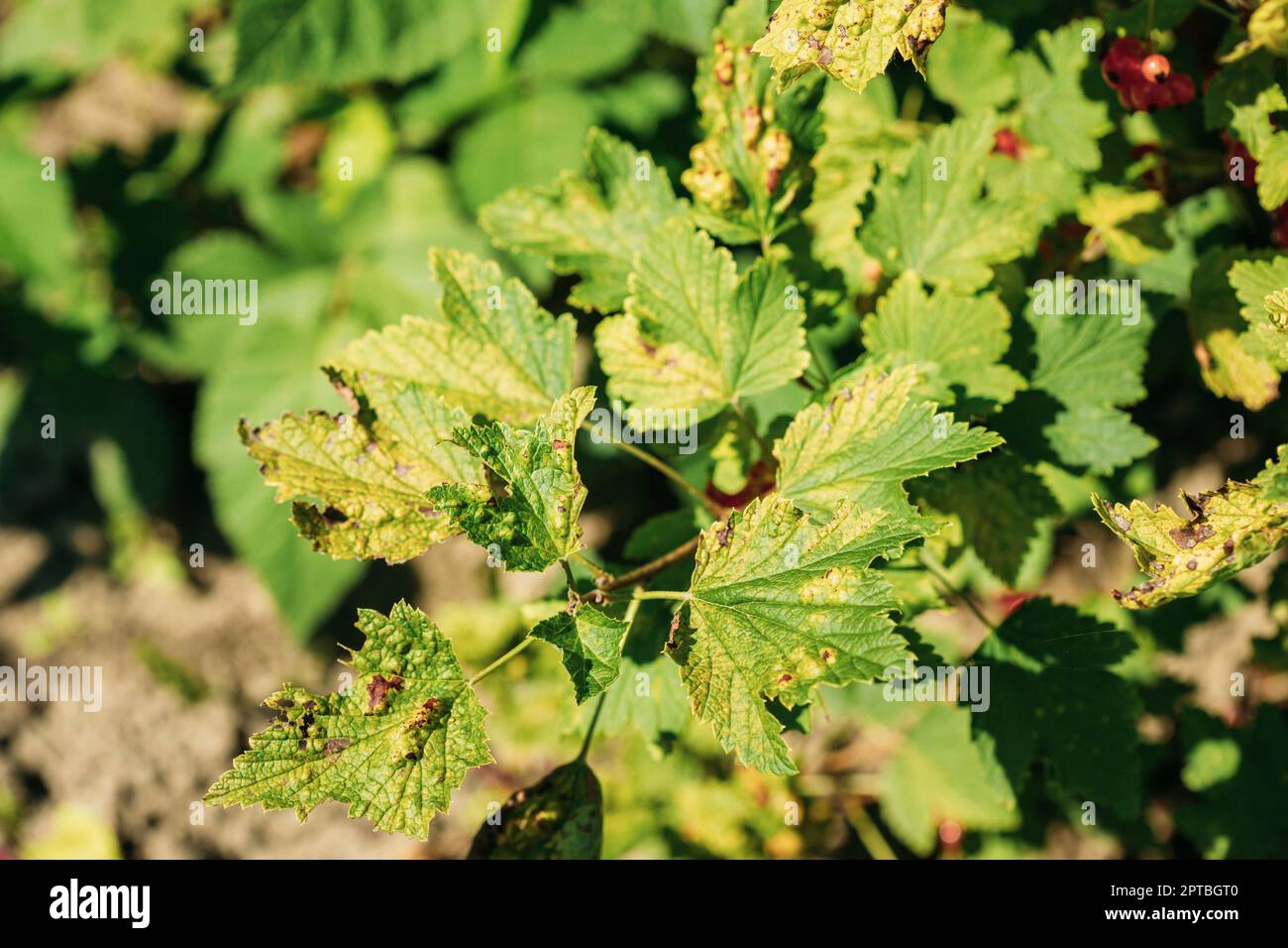 Traces Of Defeat By Leaf Gall Midges On Red Currant Leaves In Summer Sunny Day. Plant Disease. Stock Photo