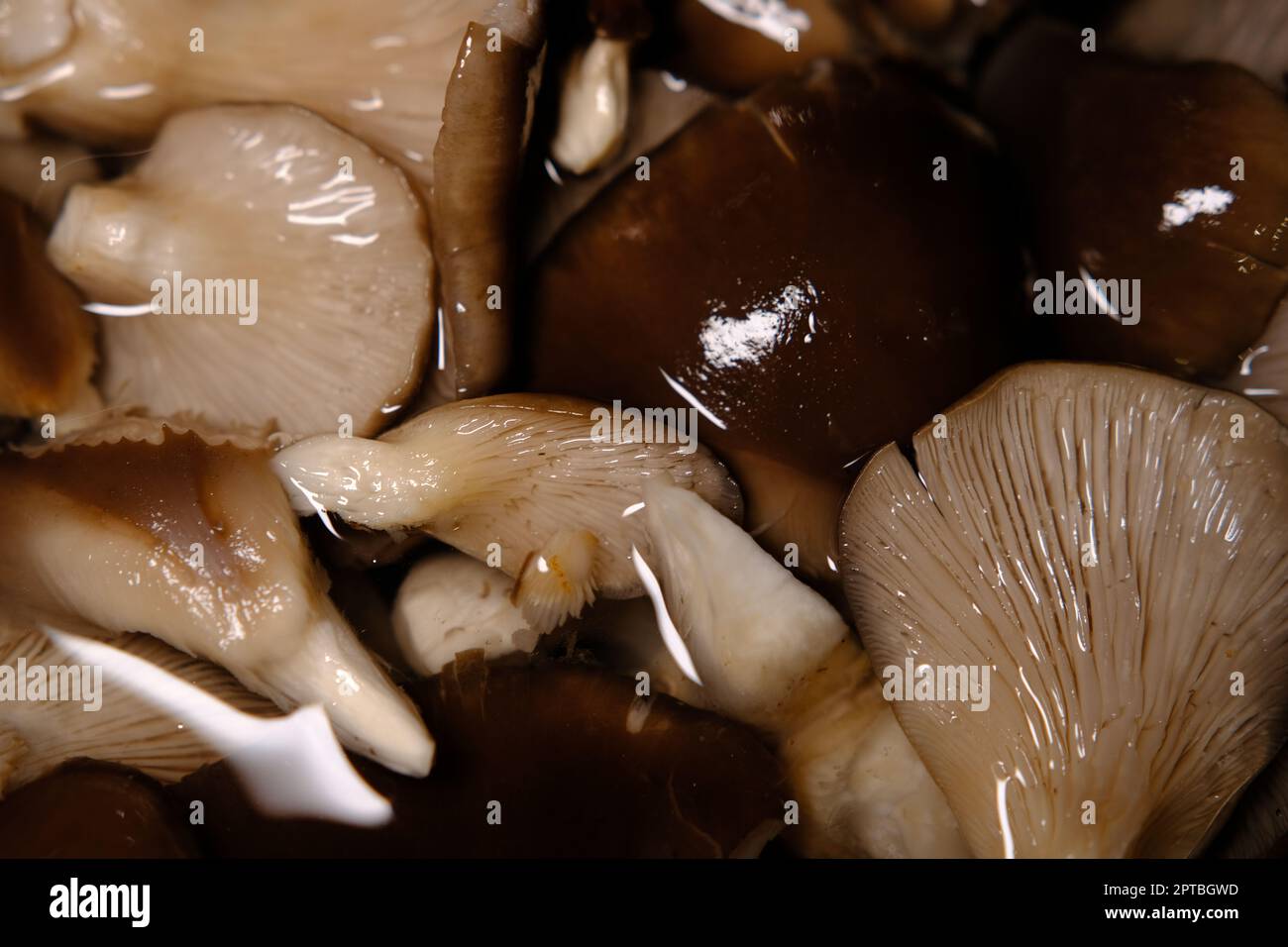 Top down view of dirty mushrooms in a black plastic container and a mushroom  cleaning brush on a textured surface Stock Photo