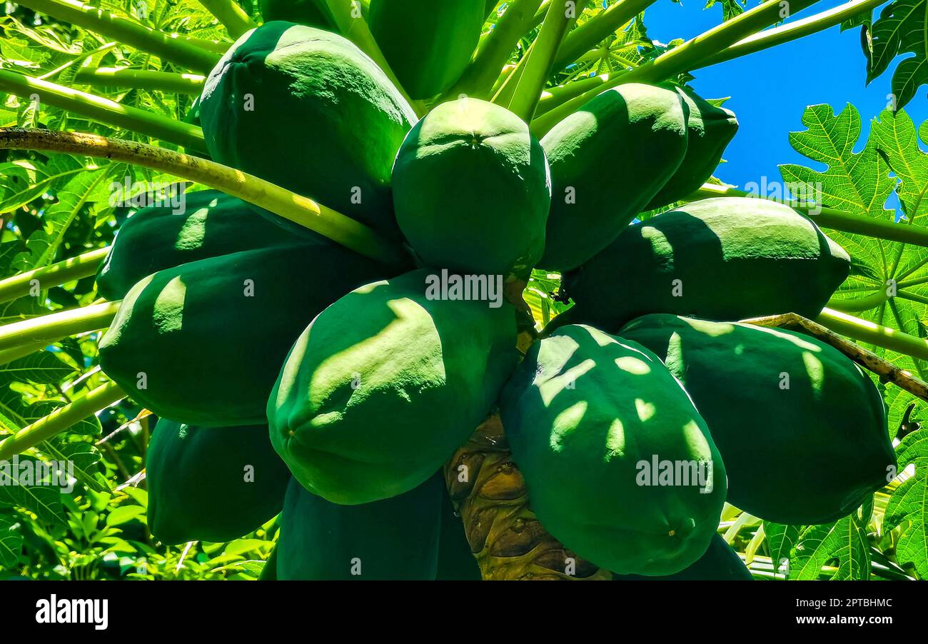 Beautiful papaya tree in tropical nature in Zicatela Puerto Escondido