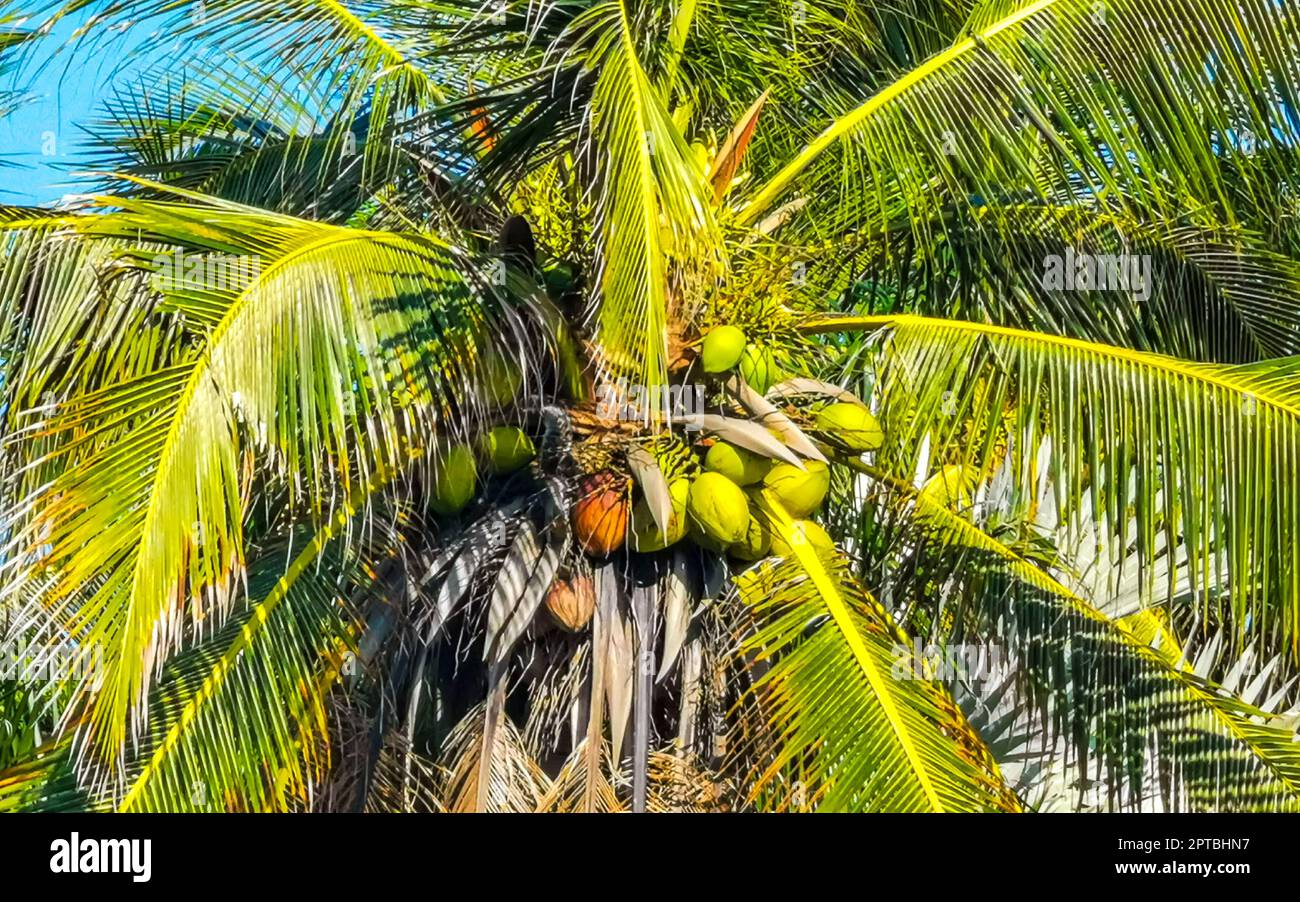 Tropical natural mexican palm tree with coconuts and blue sky background in Zicatela Puerto