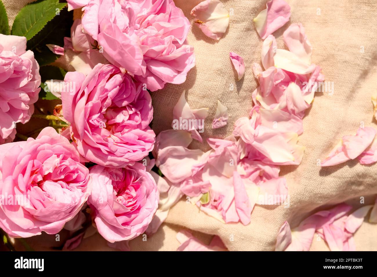 Beautiful tea roses and petals on beige fabric, closeup Stock Photo - Alamy