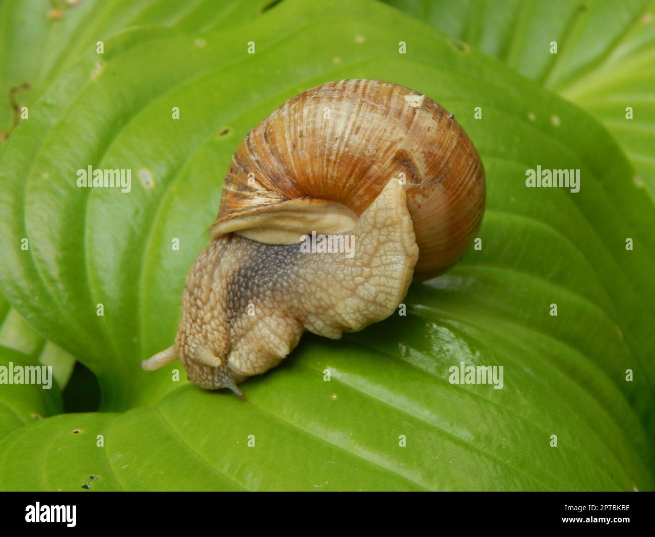 Snail crawling the green grass in garden Stock Photo - Alamy