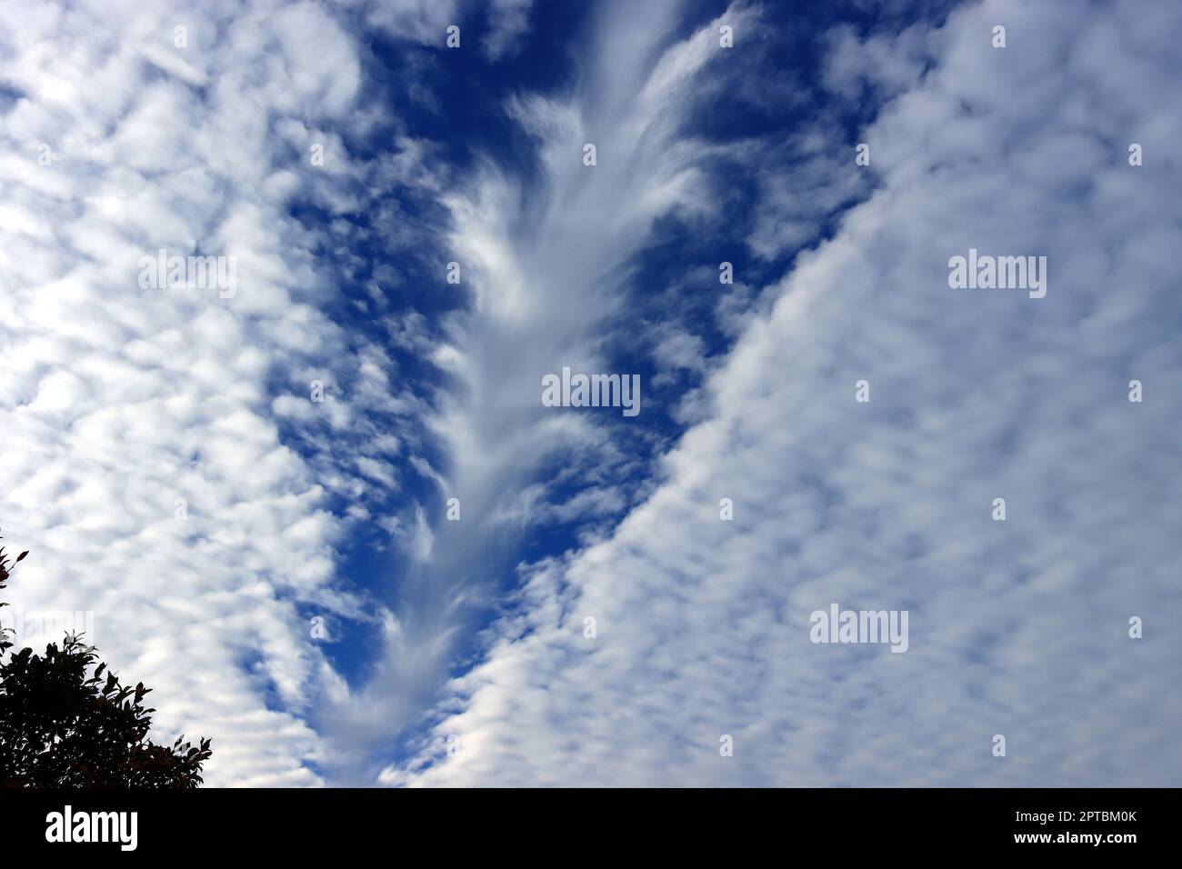 Rare weather phenomenon, directly over me, so big that the wide-angle could not take the whole cloud, a hole-punch cloud or fallstreak hole (also know Stock Photo