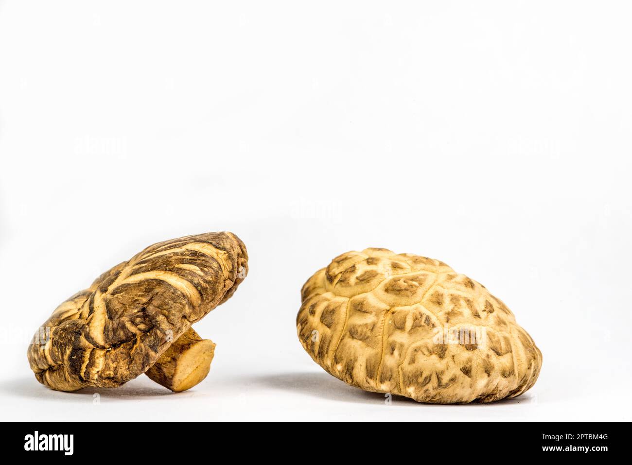 Shiitake mushroom, food and medicinal mushroom Stock Photo Alamy