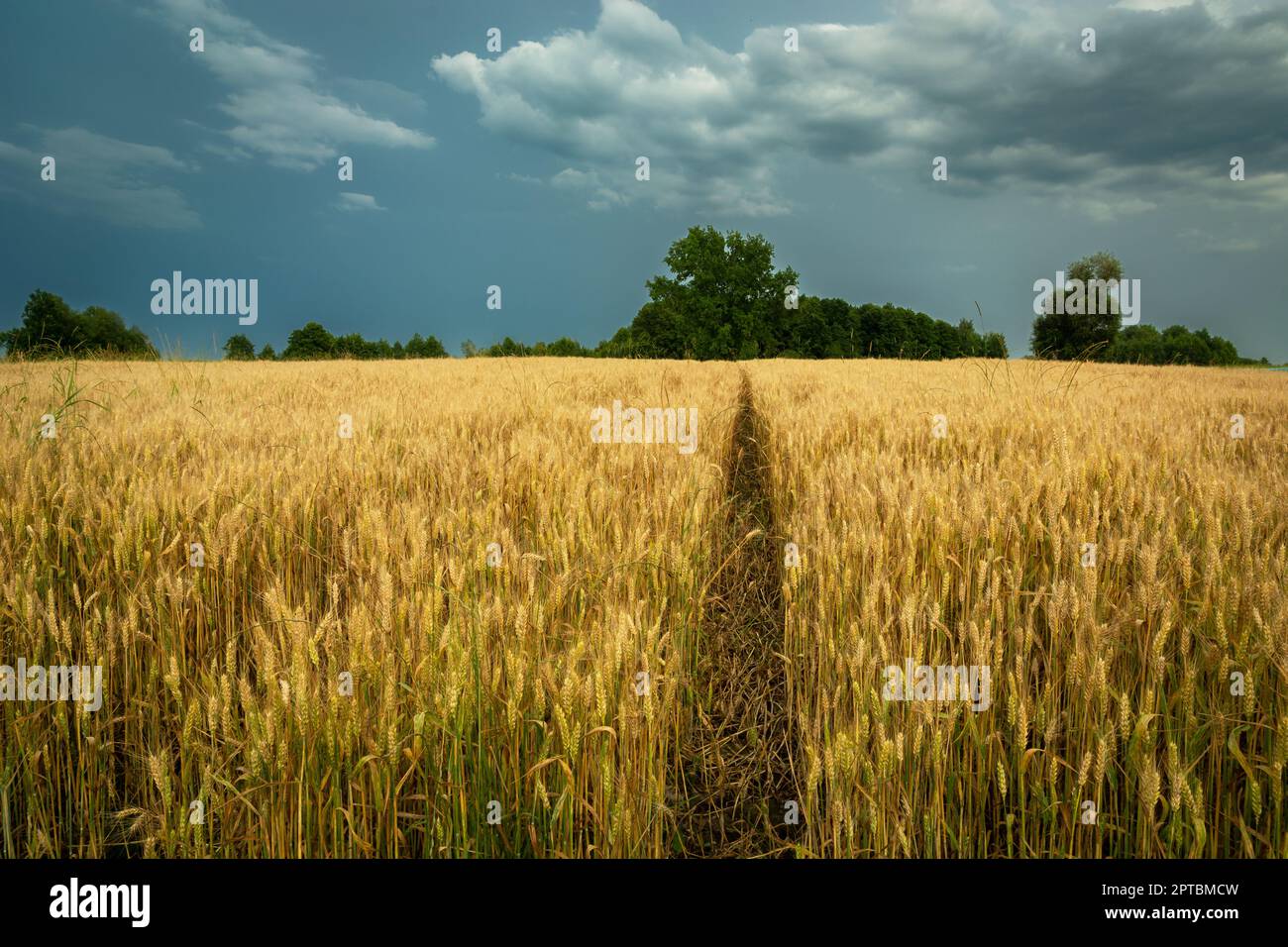Technology path through the field with grain and cloudy sky, summer ...