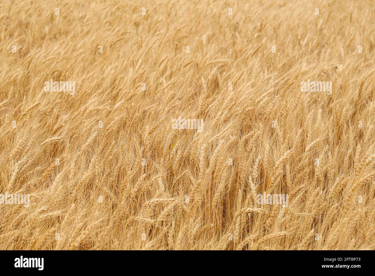 Beautiful agricultural field with ripe wheat crop Stock Photo - Alamy