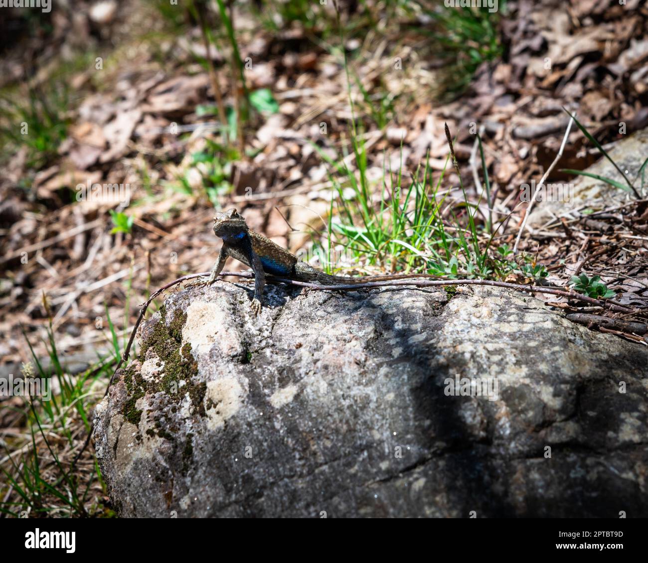 Eastern Fence Lizard with a blue belly sunning itself on a rock Stock Photo