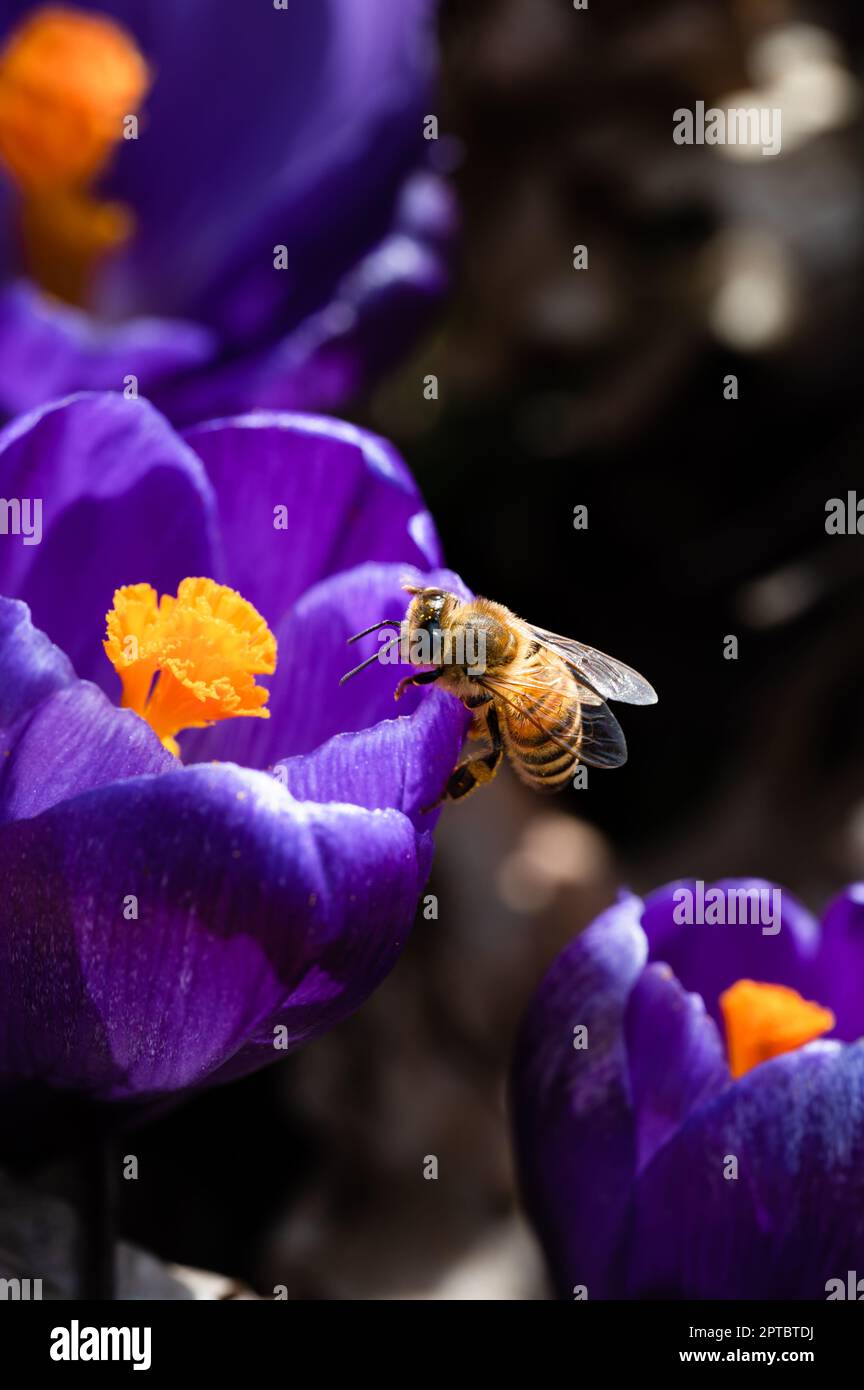 Honey Bee foraging for pollen and nectar on a purple crocus flower Stock Photo