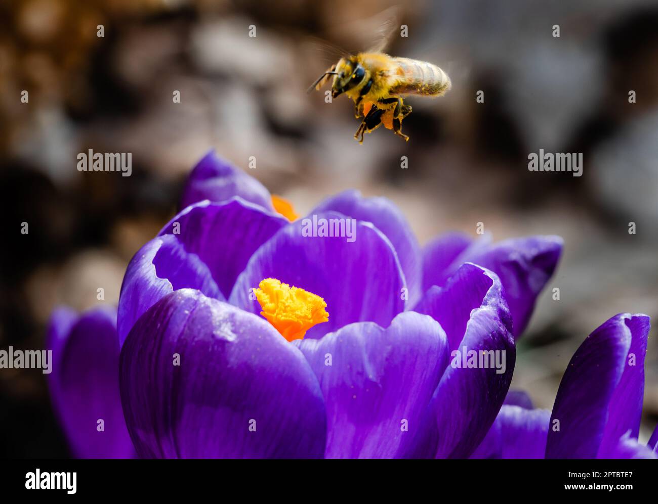 Side view of a honey bee flying to forage on a purple crocus Stock Photo