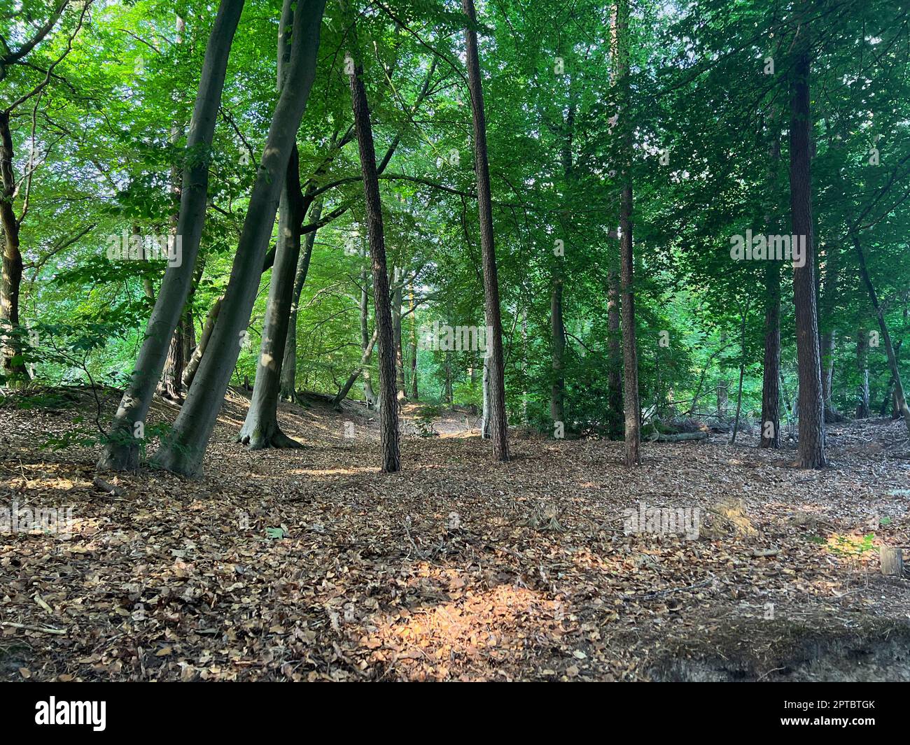 Ground With Trees Beautiful green trees and fallen leaves covering ground in forest Stock ...