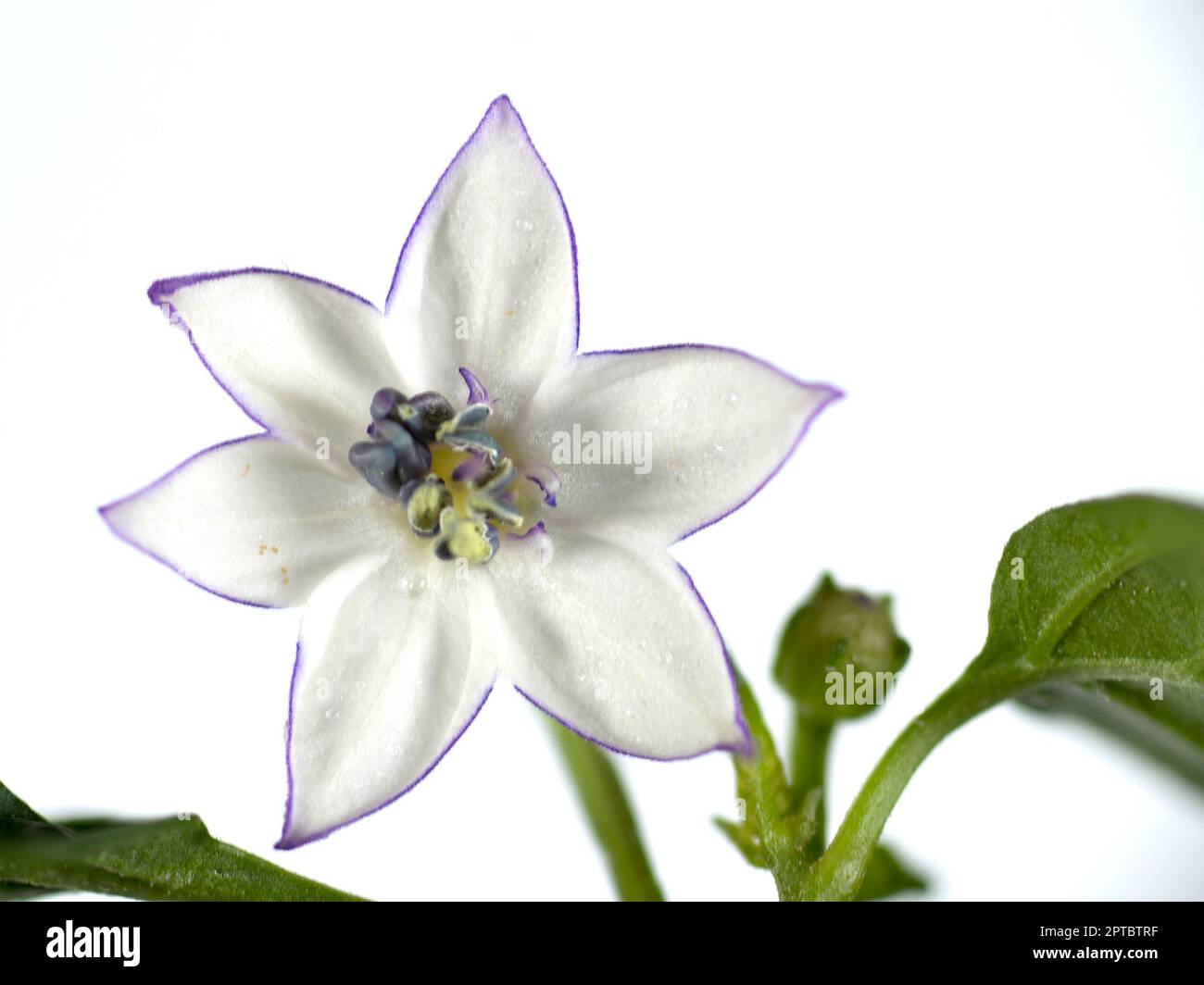 Close up of an ornamental pepper (Capsicum annuum cultivar) flower on a white background Stock Photo