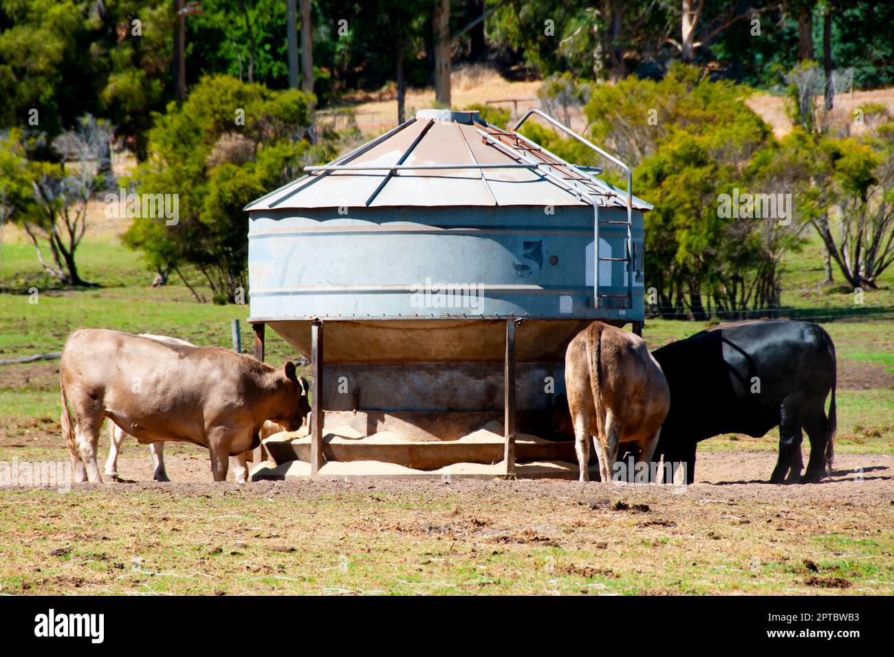 Cattle Feeder Silo Australia Stock Photo Alamy