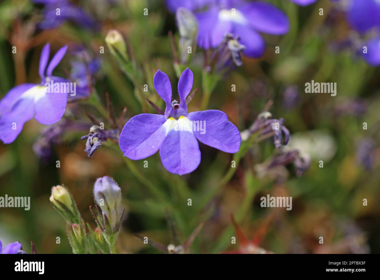 Blue lobelia, Lobelia erinus of unknown variety, flowers in close up with a blurred background of leaves and faded flowers. Stock Photo