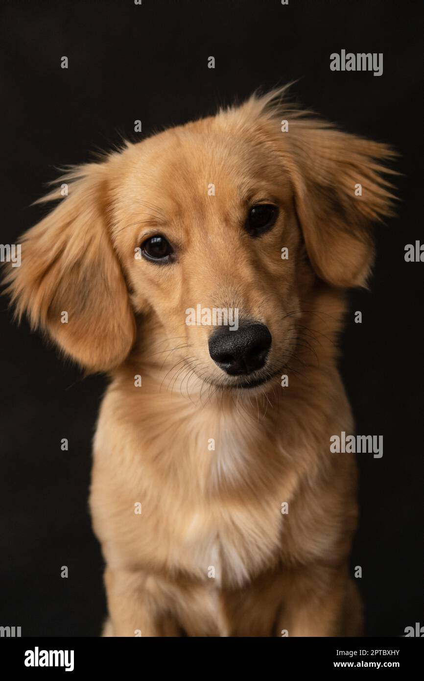Portrait of a red longhaired dog, similar to a dachshund, tilting its