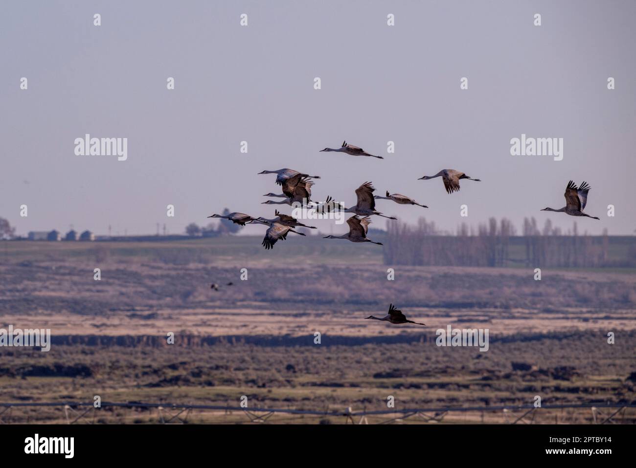 Sandhill cranes (Antigone canadensis) taking off from a field near