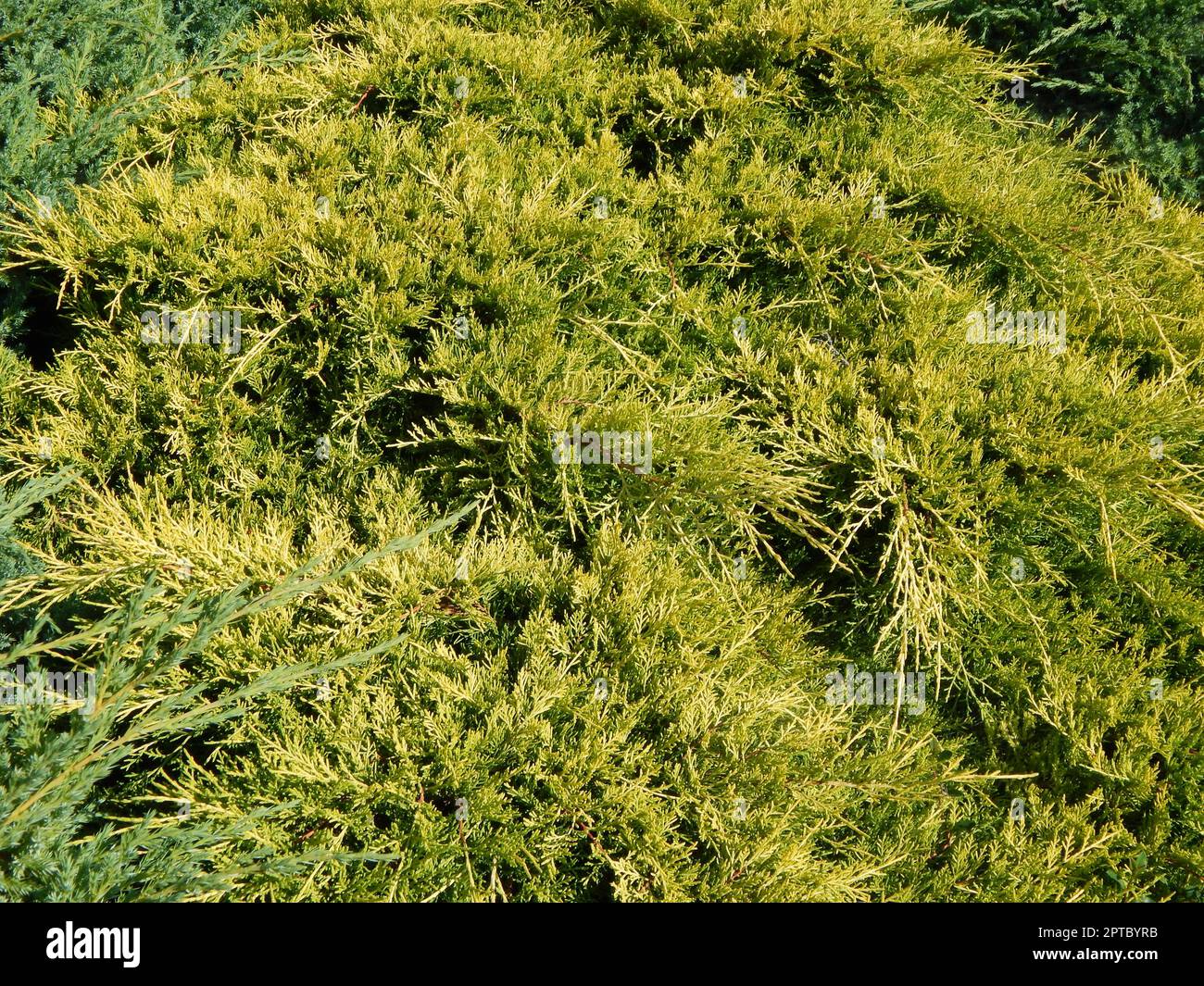Green background and the landscape in the park Stock Photo - Alamy
