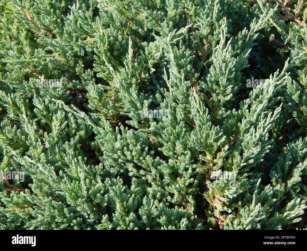 Green background and the landscape in the park Stock Photo - Alamy