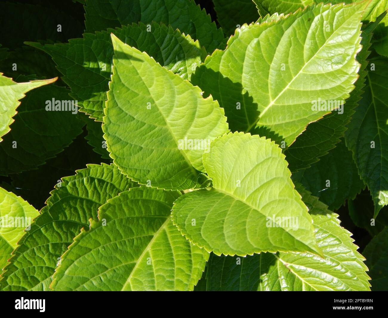 Green background and the landscape in the park Stock Photo - Alamy
