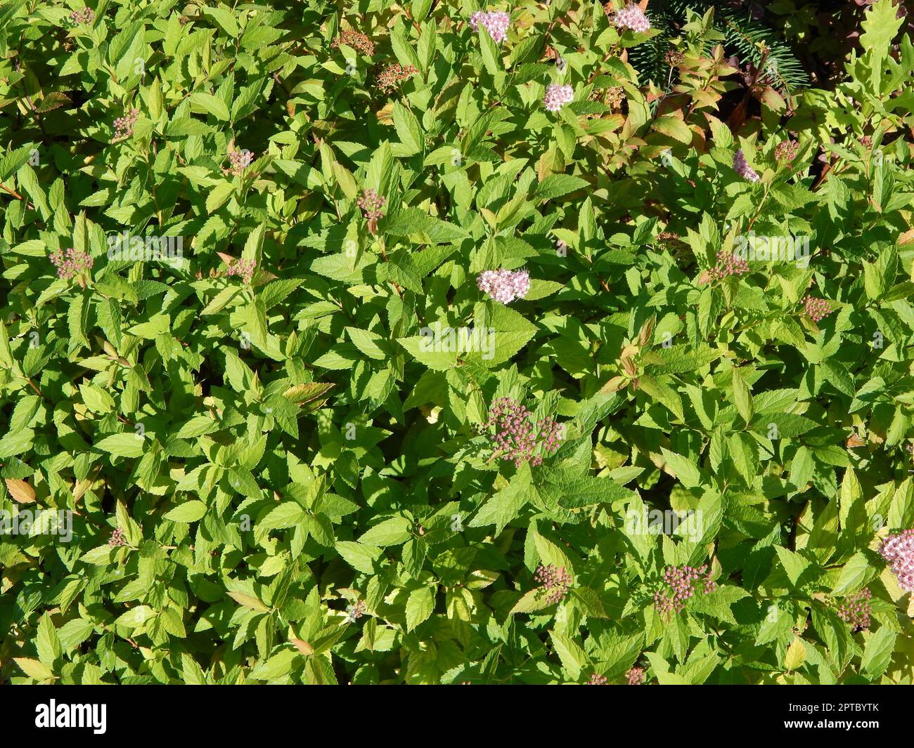 Green background and the landscape in the park Stock Photo - Alamy
