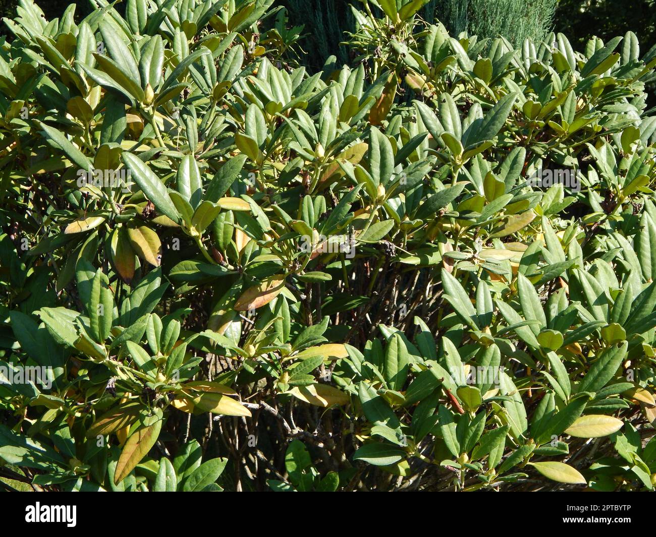 Green background and the landscape in the park Stock Photo - Alamy
