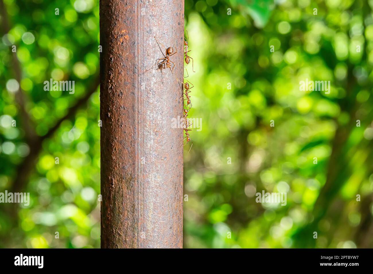 The red ants walking on an iron pole on a nature background. Stock Photo