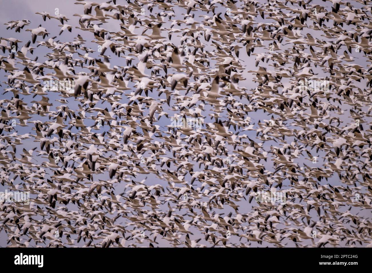 Thousands of snow geese (Anser caerulescens) inflight over a field near