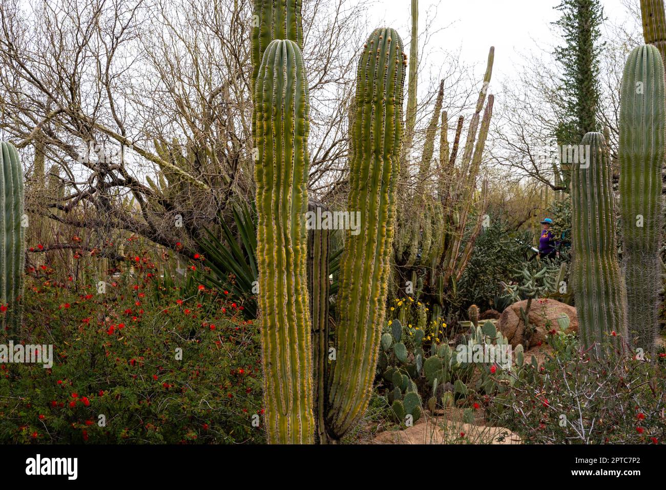 Photograph of various cacti on display at the Desert Botanical Garden