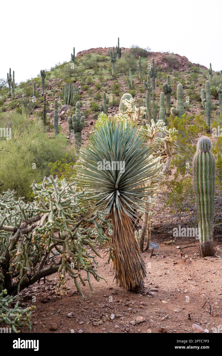 Photograph of various cacti on display at the Desert Botanical Garden