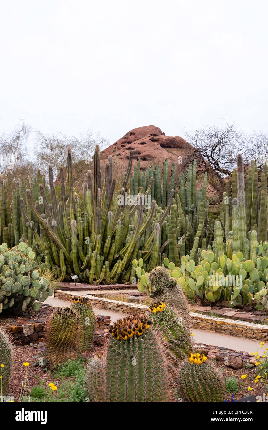 Photograph of various cacti on display at the Desert Botanical Garden