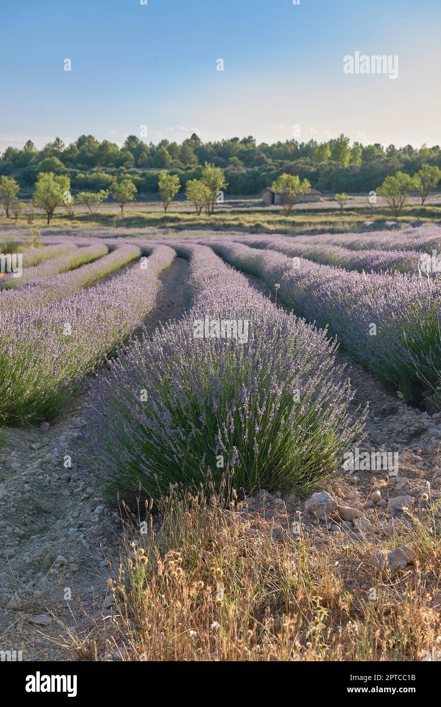 A lavender field in bloom on a sunny day.Straight lines, perpendicular ...