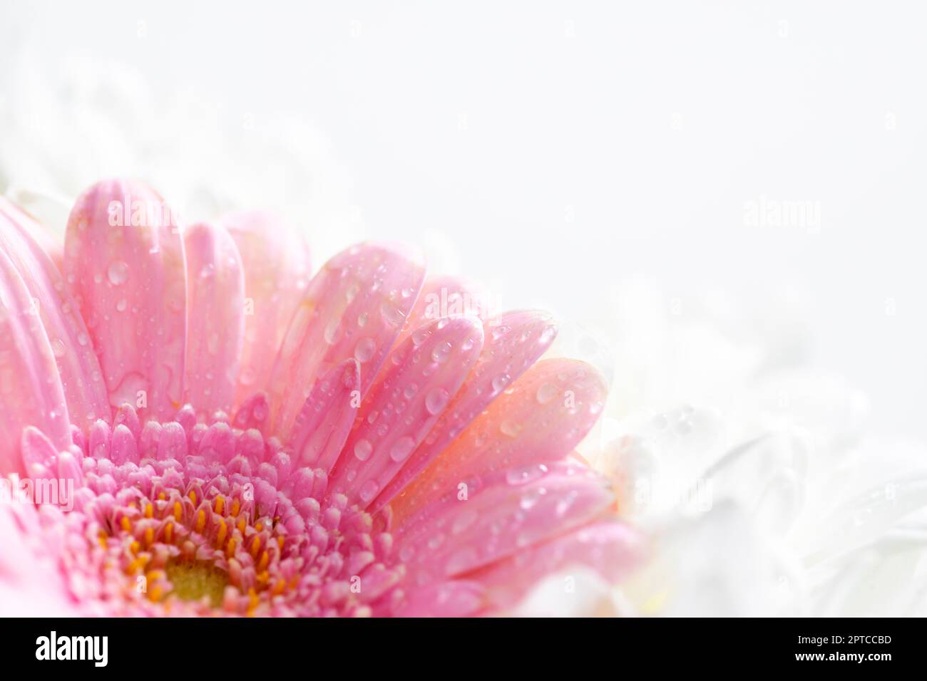 Still life of flowers on white background Stock Photo - Alamy