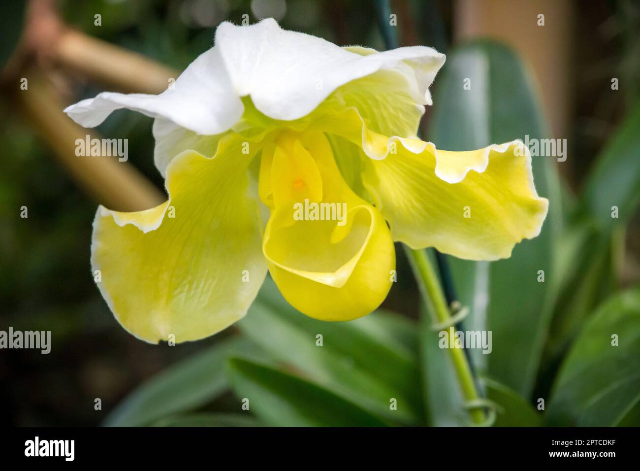 Orchid flower, Yellow Splendid Paphiopedilum. Tropical floral background Stock Photo