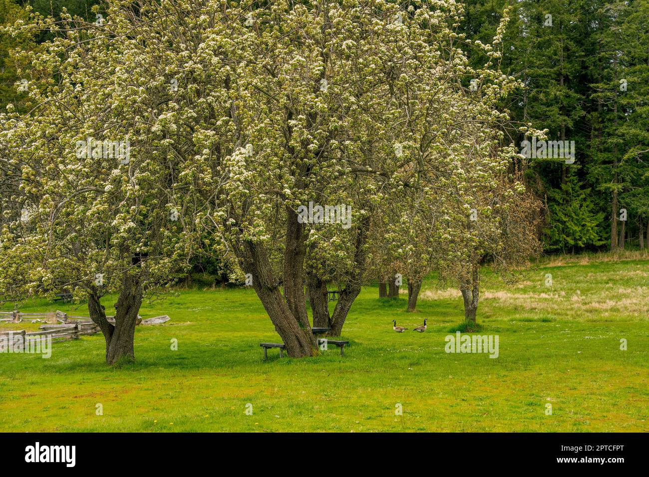 Flowering apple trees and Canada geese at the English Camp, a National Historical Park on San Juan Island in the San Juan Islands in Washington State, Stock Photo
