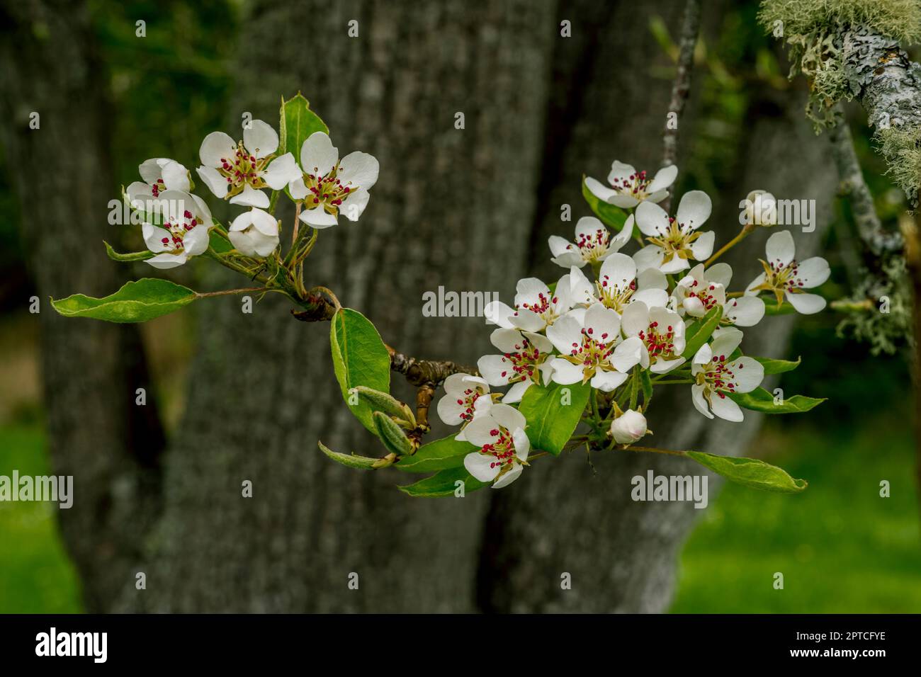Close-up of apple tree flowers at the English Camp, a National Historical Park on San Juan Island in the San Juan Islands in Washington State, United Stock Photo