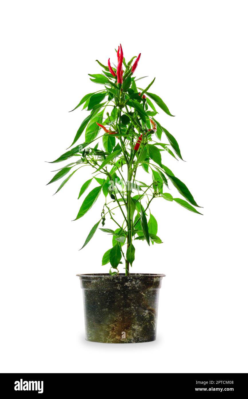 Red thai chili pepper isolated on white background. Bush of chili